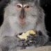 monkey_macaque_balinese_mf_ubud_v_0934_bal4649.jpg
